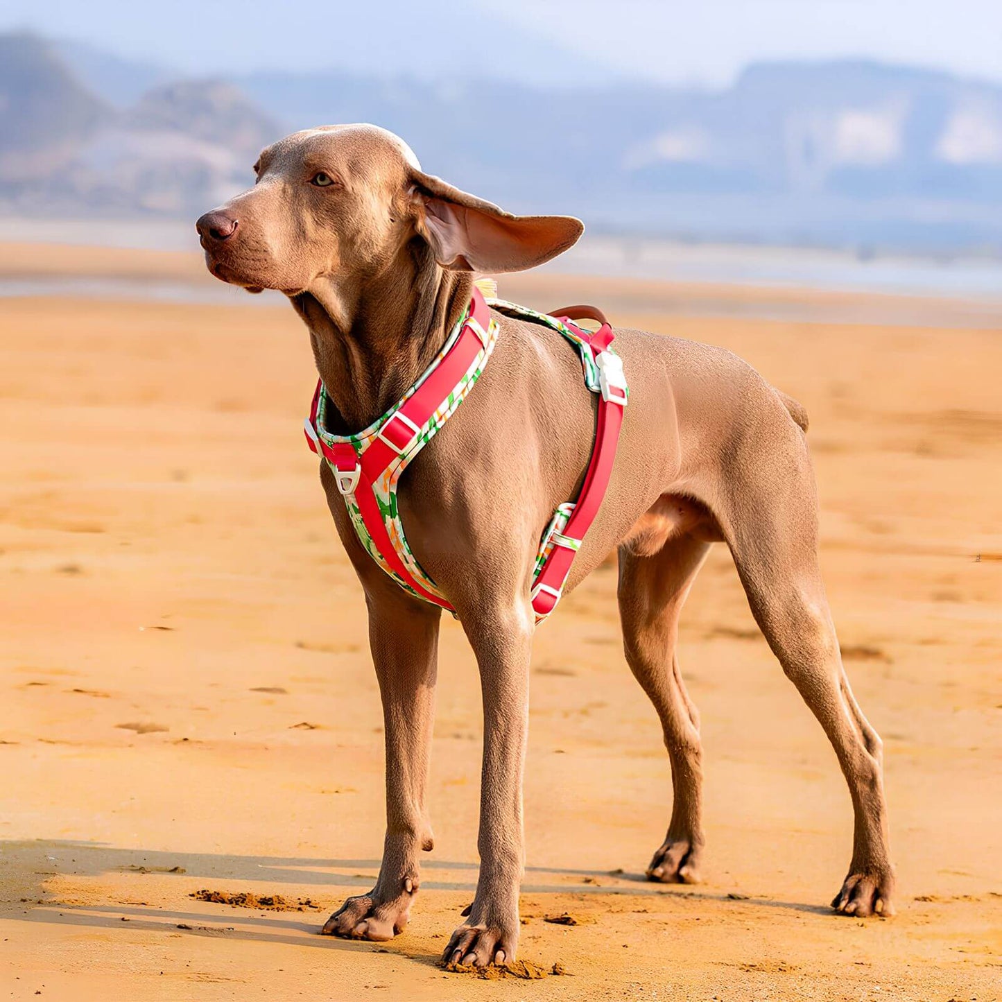 Anti-Zug Hundegeschirr - Sicheres Geh-Set mit Tasche