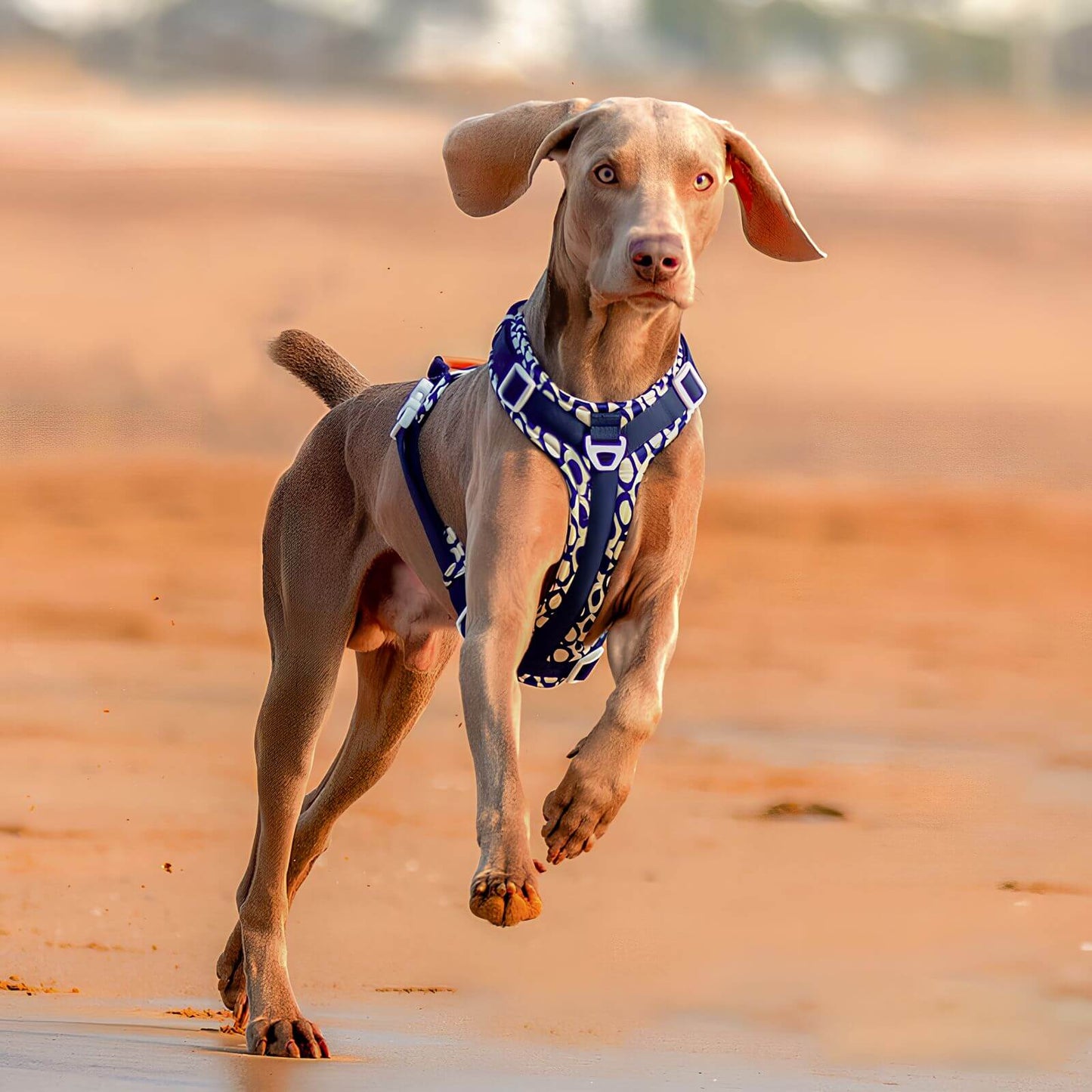 Anti-Zug Hundegeschirr - Sicheres Geh-Set mit Tasche