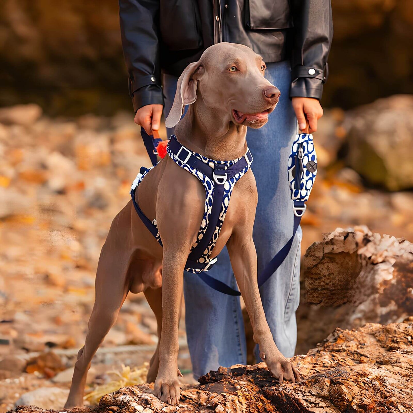 Anti-Zug Hundegeschirr - Sicheres Geh-Set mit Tasche