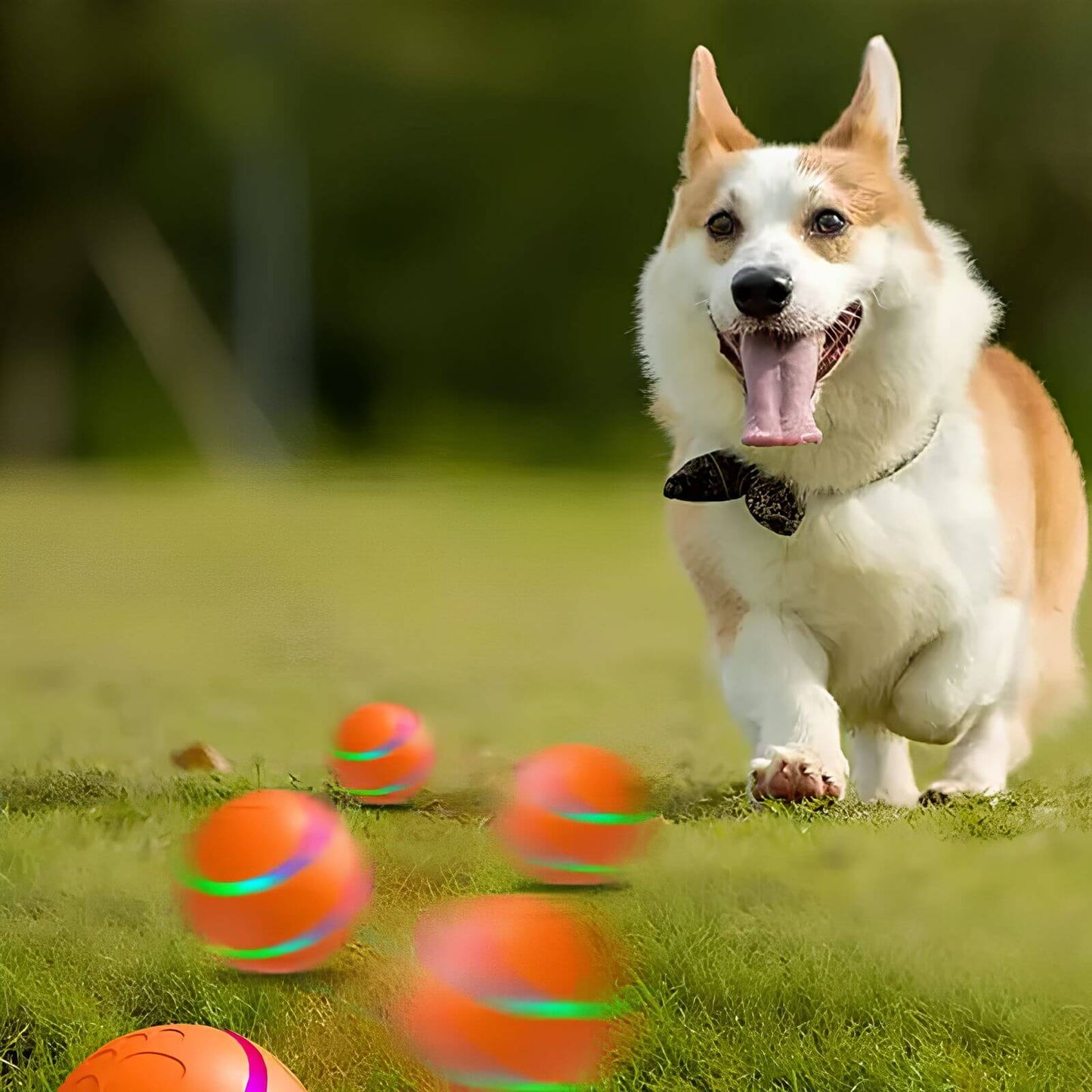 HappyHunde - Aktiver Rollender Ball für Hunde