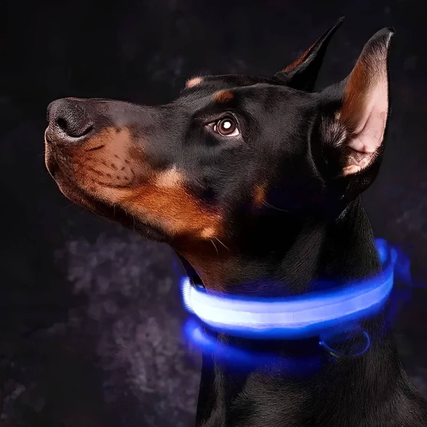 HappyHunde - LED-Leuchthalsband für Hunde