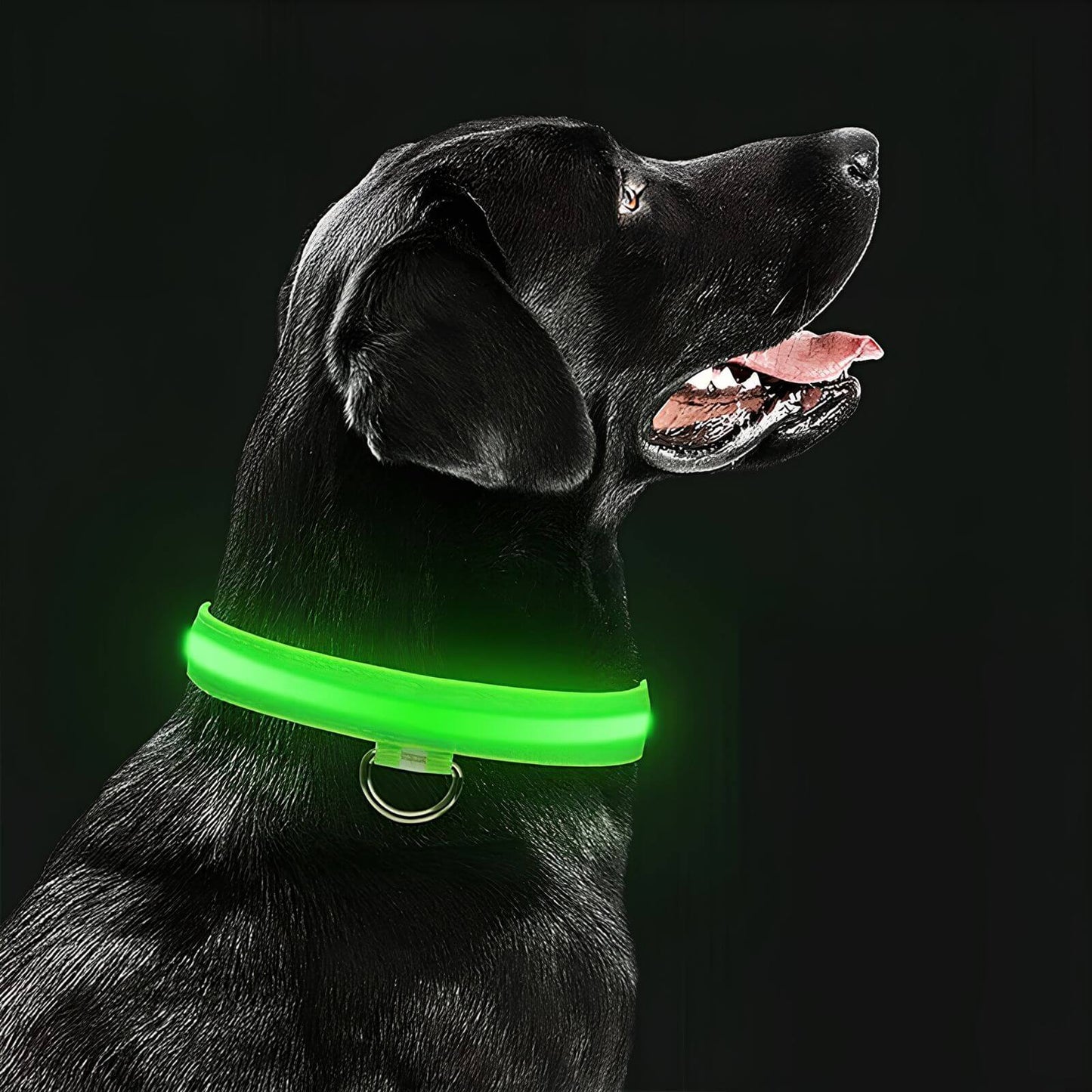 HappyHunde - LED-Leuchthalsband für Hunde